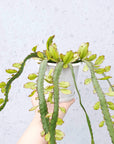 Rhipsalis - lepismium cruciforme v anceps (collection No.31) Folia House