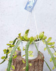 Rhipsalis - lepismium cruciforme v anceps (collection No.31) Folia House