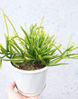 Rhipsalis - teres f. prismatica (collection No.13) Folia House