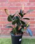 Robusta Rubber Plant (Ficus Elastica Robusta) - 25cm Pot Folia House