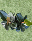 Robusta Rubber Plant (Ficus Elastica Robusta) - 25cm Pot Folia House