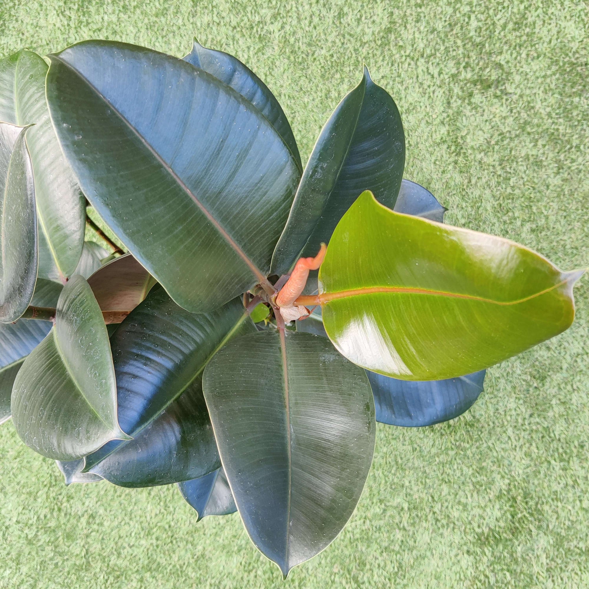 Robusta Rubber Plant (Ficus Elastica Robusta) - 25cm Pot Folia House