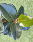 Robusta Rubber Plant (Ficus Elastica Robusta) - 25cm Pot Folia House