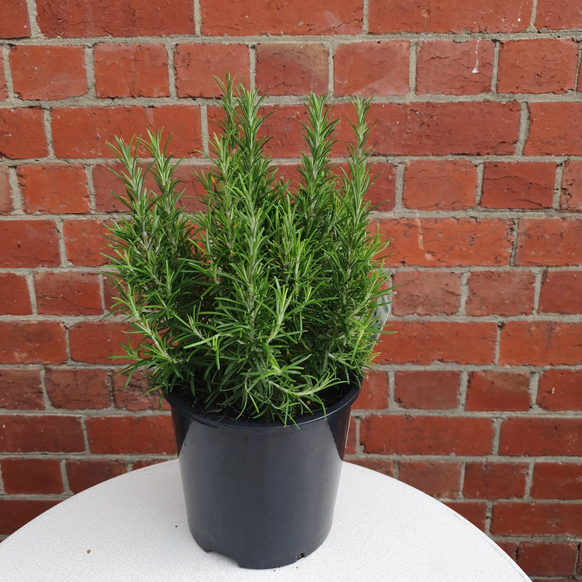 Rosemary Officinalis - 20cm pot Folia House