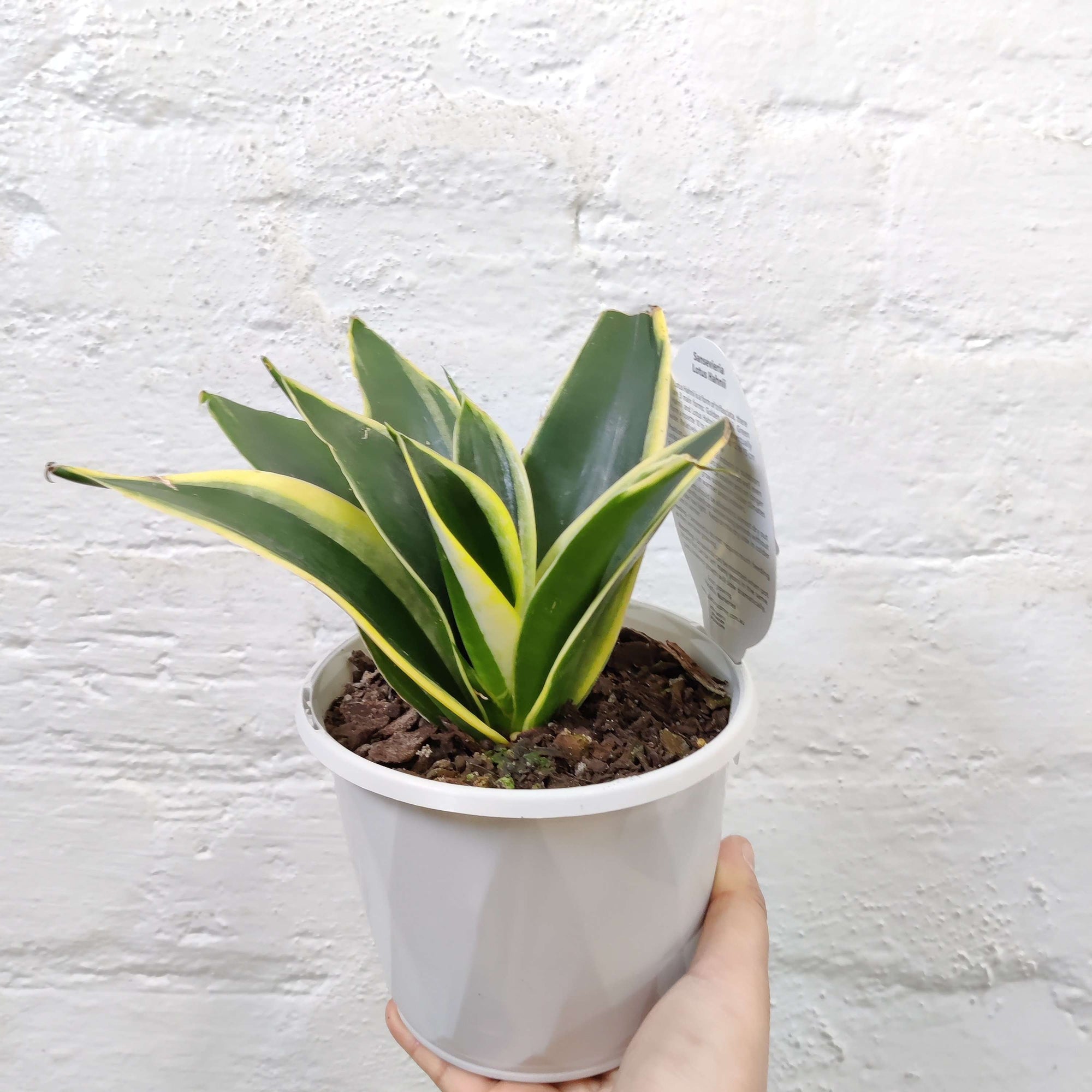 Sansevieria Lotus Hahnii Folia House