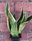 Sansevieria Superba - 10cm pot Folia House