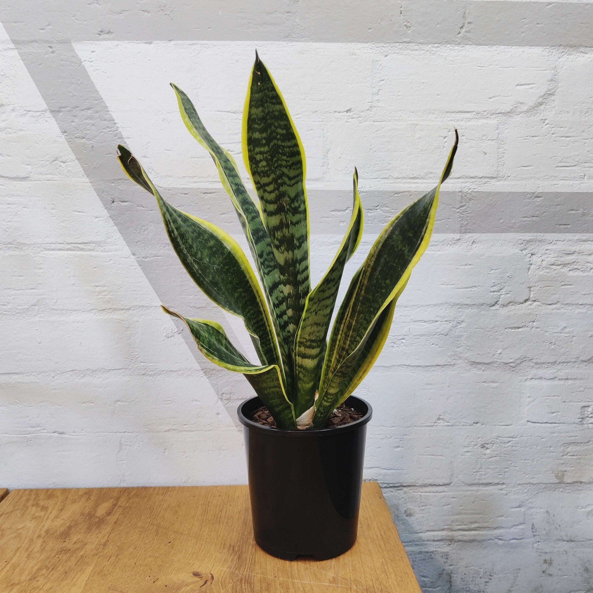 Sansevieria Superba - 15cm Pot Folia House