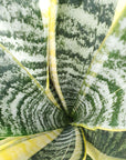 Sansevieria Superba - 10cm pot