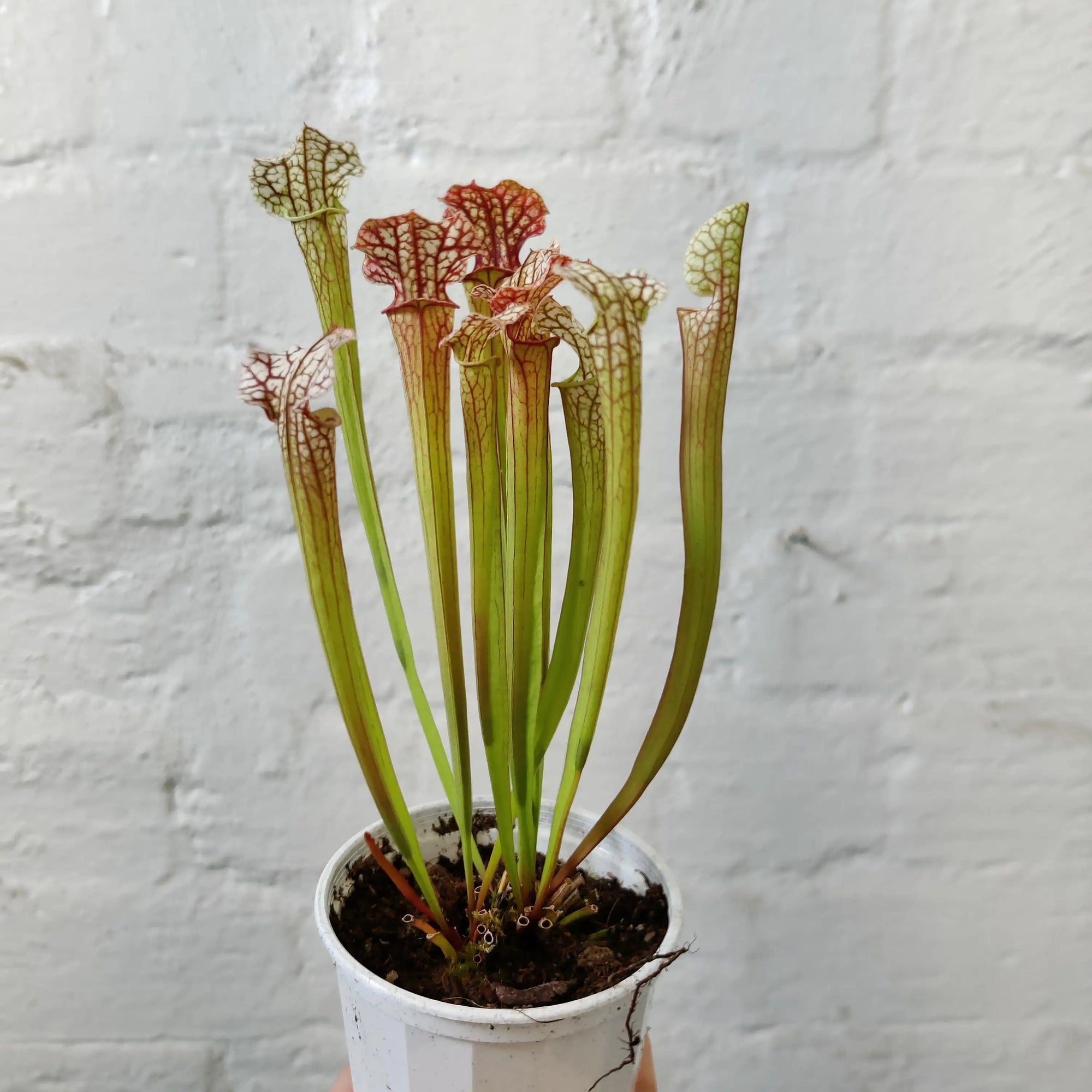 Sarracenia - 7cm pot Folia House