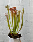 Sarracenia - 7cm pot Folia House