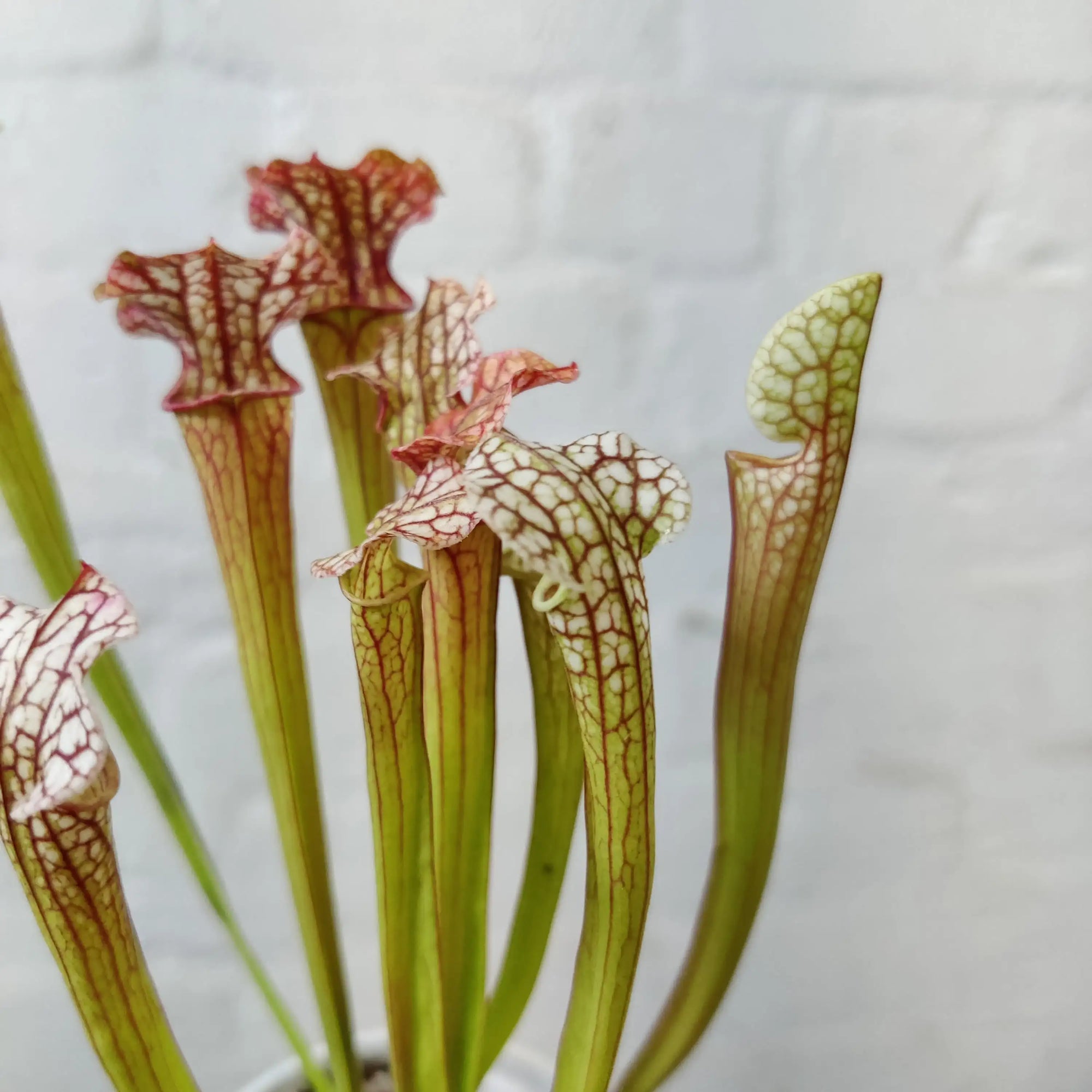 Sarracenia - 7cm pot Folia House