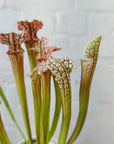 Sarracenia - 7cm pot Folia House