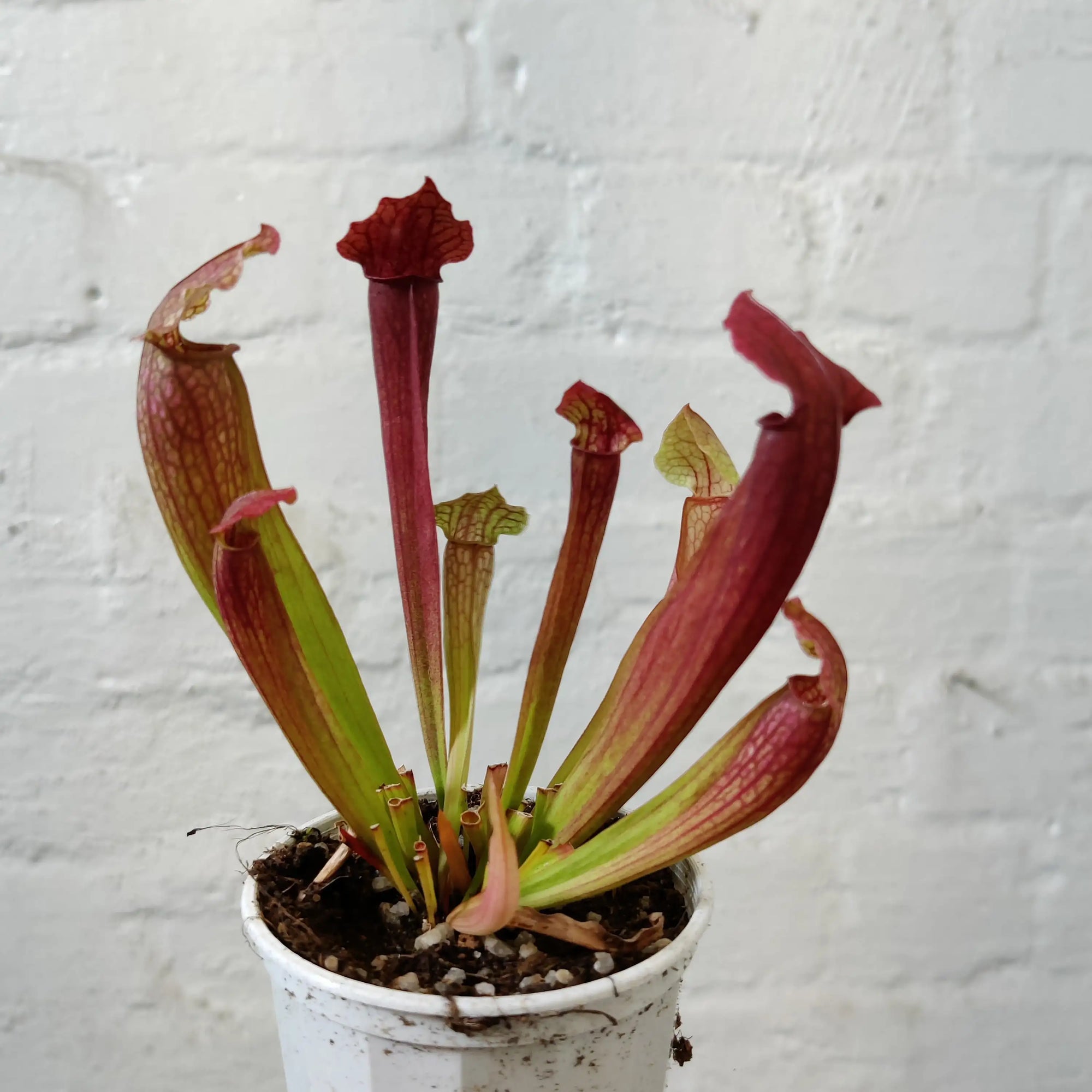 Sarracenia - 7cm pot Folia House