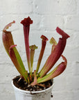 Sarracenia - 7cm pot Folia House