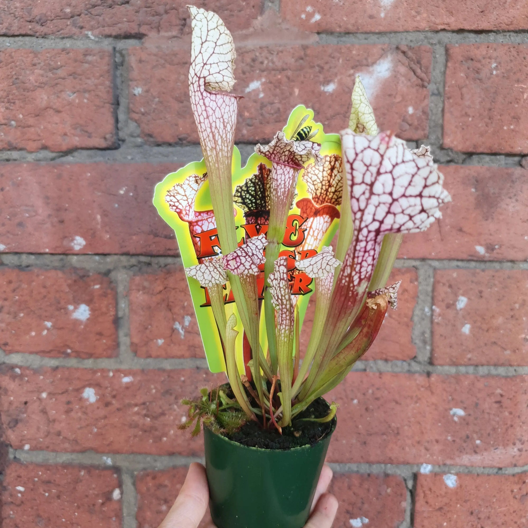 Sarracenia - 7cm pot Folia House