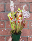 Sarracenia - 7cm pot Folia House