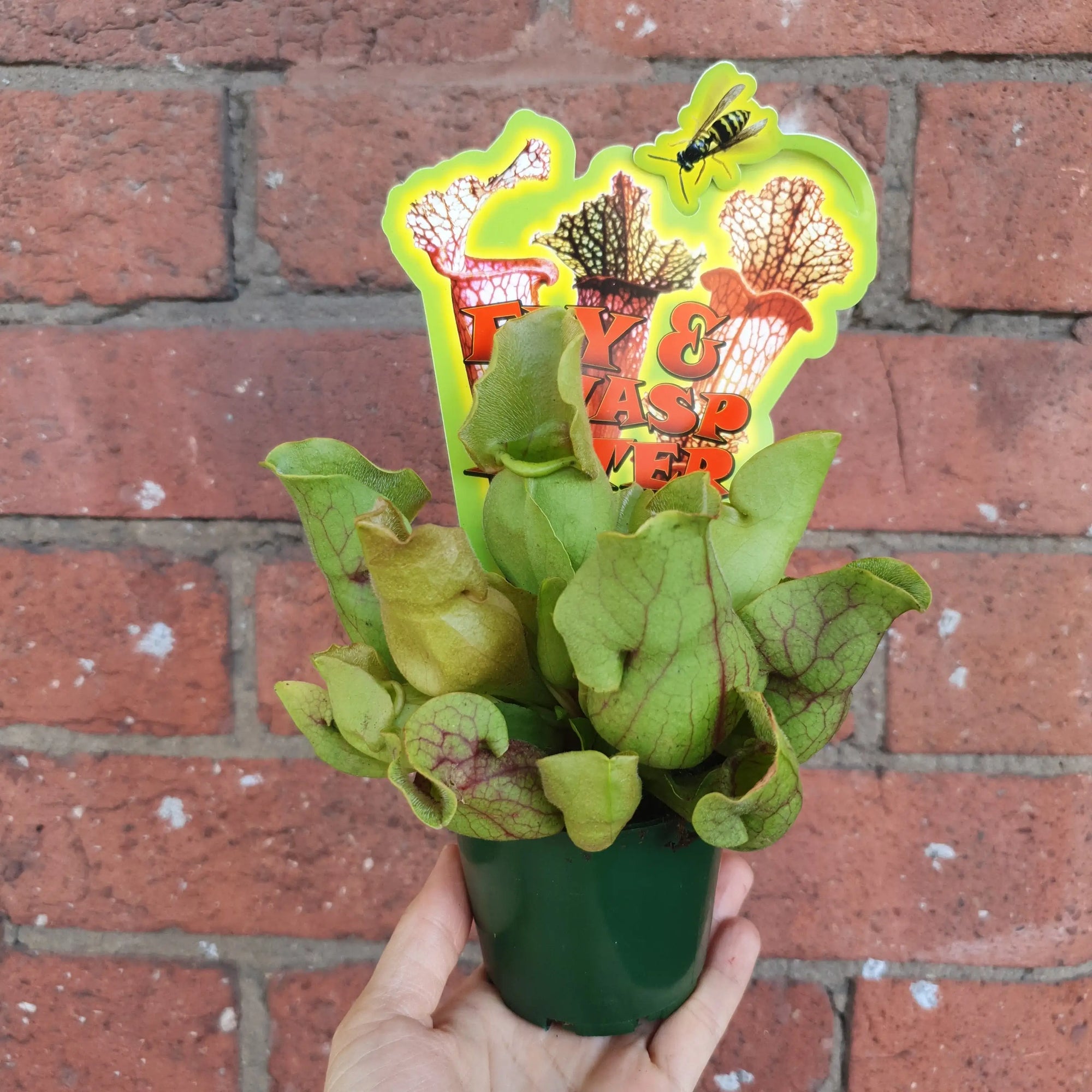 Sarracenia - 7cm pot Folia House