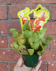 Sarracenia - 7cm pot Folia House