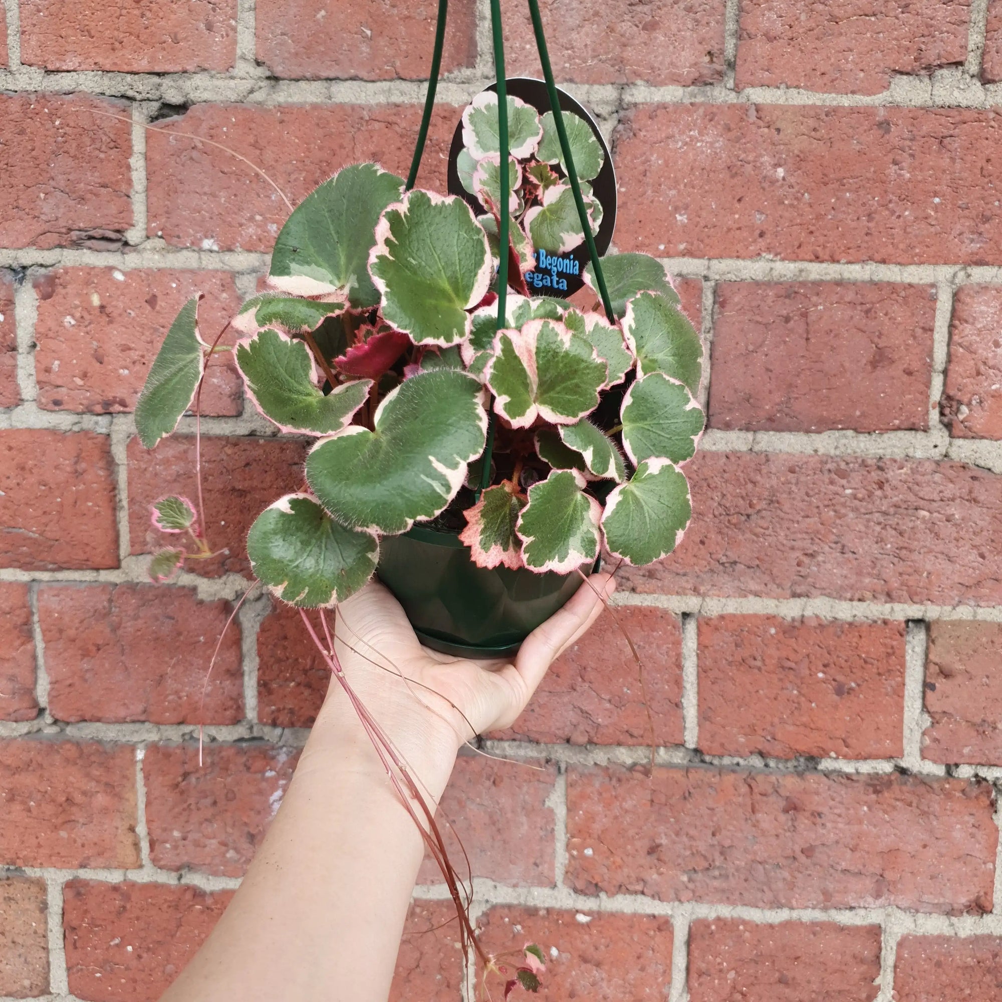 Saxifraga Stolonifera - 13cm pot Folia House