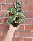 Saxifraga Stolonifera - 13cm pot Folia House