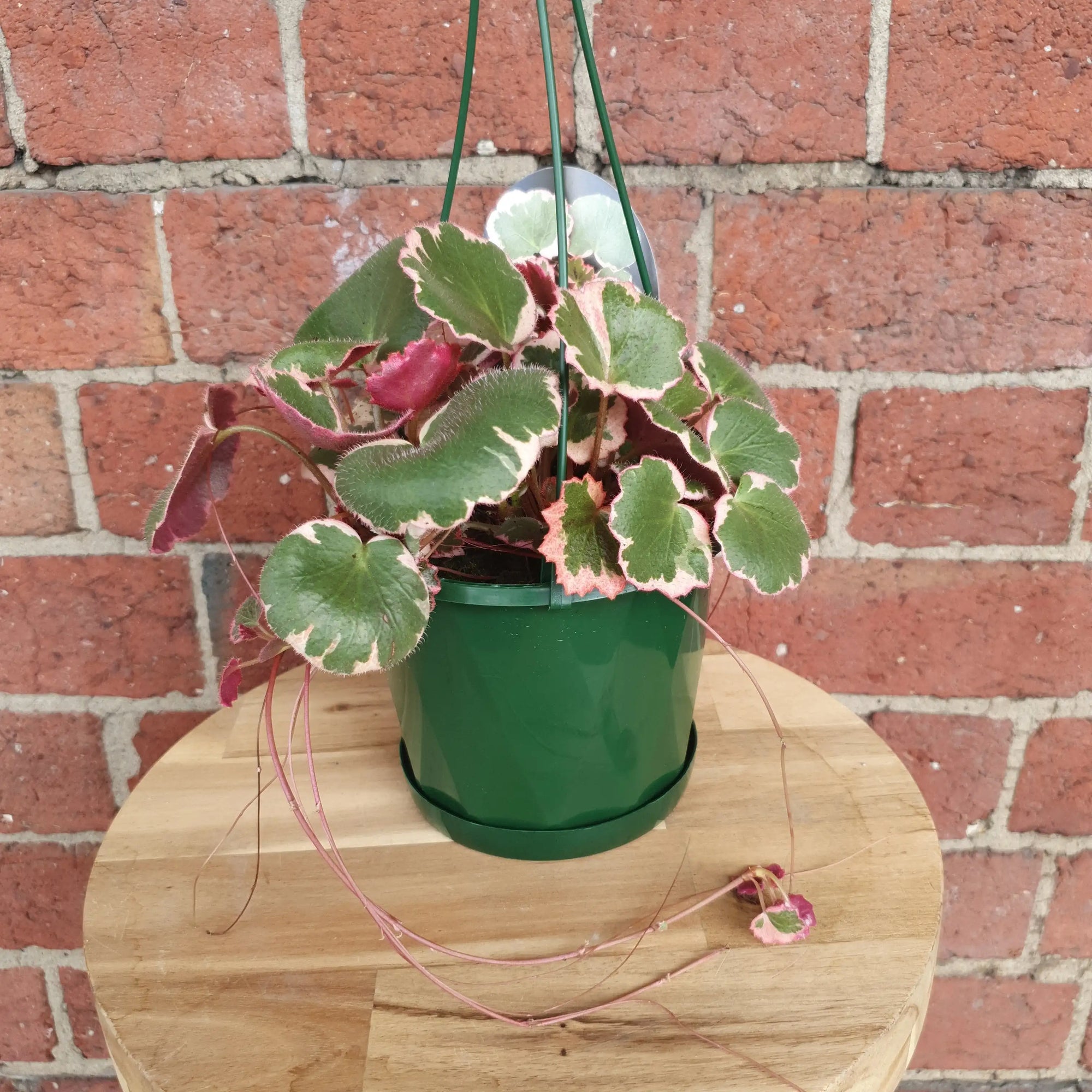 Saxifraga Stolonifera - 13cm pot Folia House