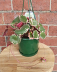 Saxifraga Stolonifera - 13cm pot Folia House