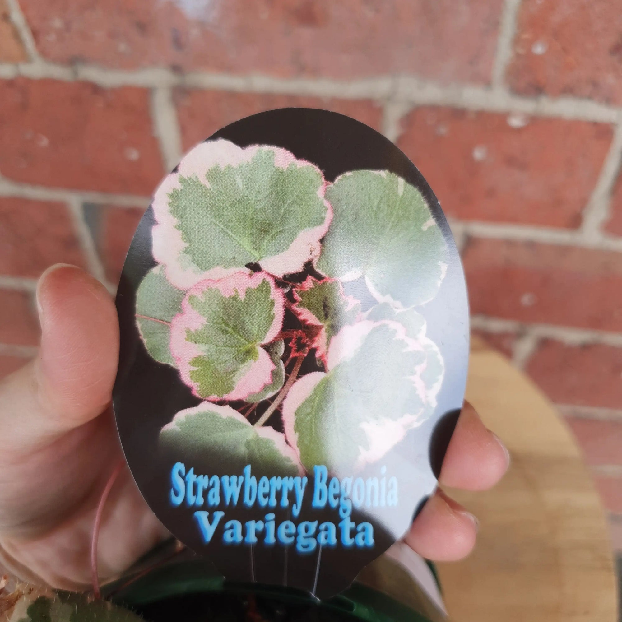 Saxifraga Stolonifera - 13cm pot Folia House