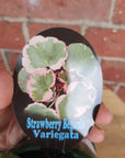 Saxifraga Stolonifera - 13cm pot Folia House
