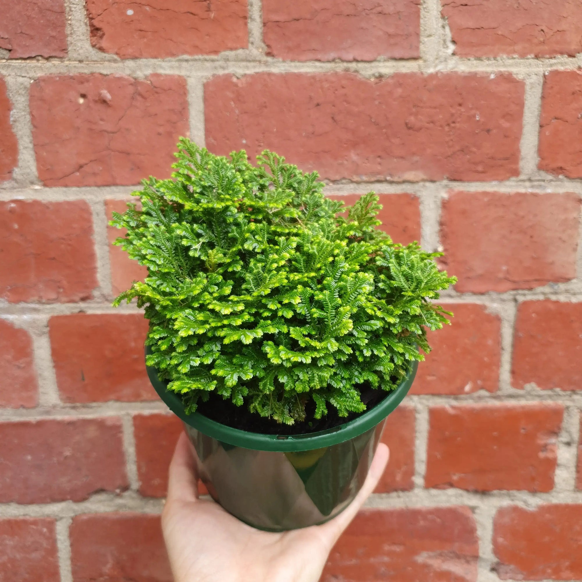 Selaginella Martensii 13cm pot Folia House