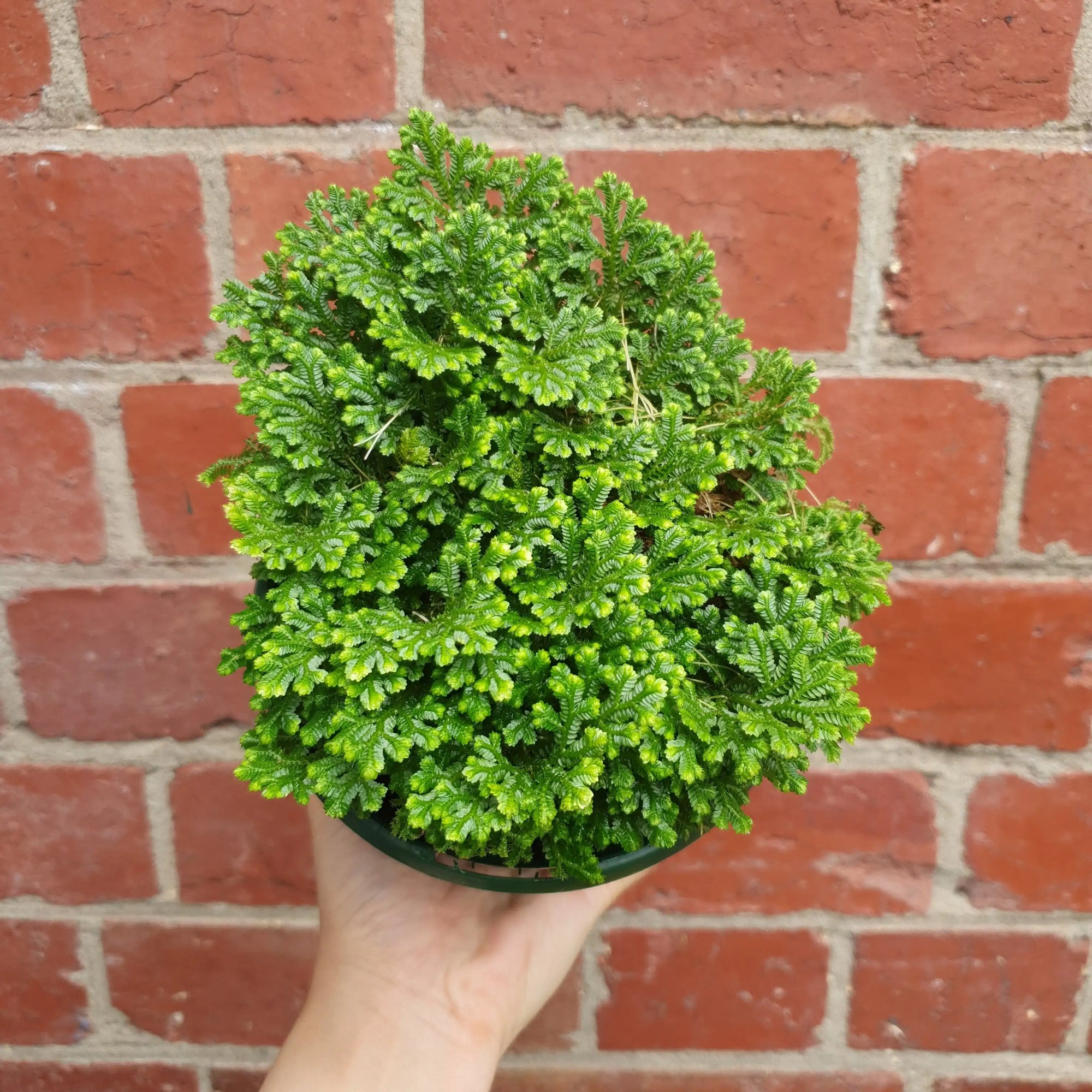 Selaginella Martensii 13cm pot Folia House
