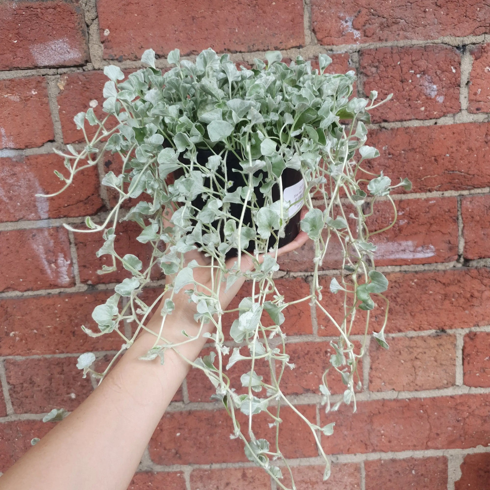 Silver Falls - 14cm pot Folia House