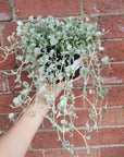 Silver Falls - 14cm pot Folia House