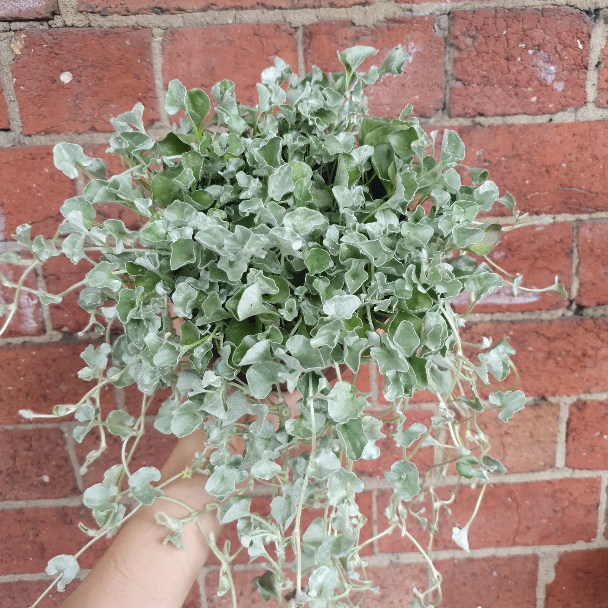 Silver Falls - 14cm pot Folia House