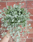 Silver Falls - 14cm pot Folia House