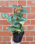 Silver satin pothos (Scindapsus Pictus) - 13cm Pot Folia House