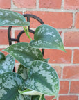 Silver satin pothos (Scindapsus Pictus) - 13cm Pot Folia House