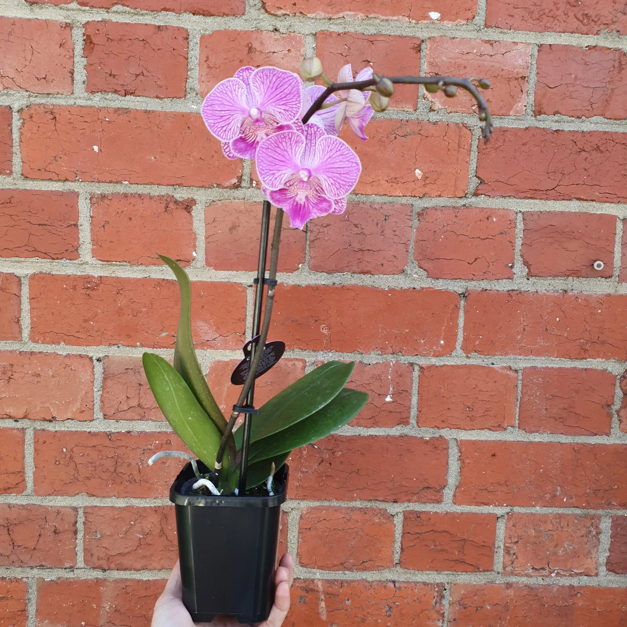 Small Phalaenopsis Orchid Pink - Single stem - 10cm pot Folia House