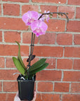 Small Phalaenopsis Orchid Pink - Single stem - 10cm pot Folia House