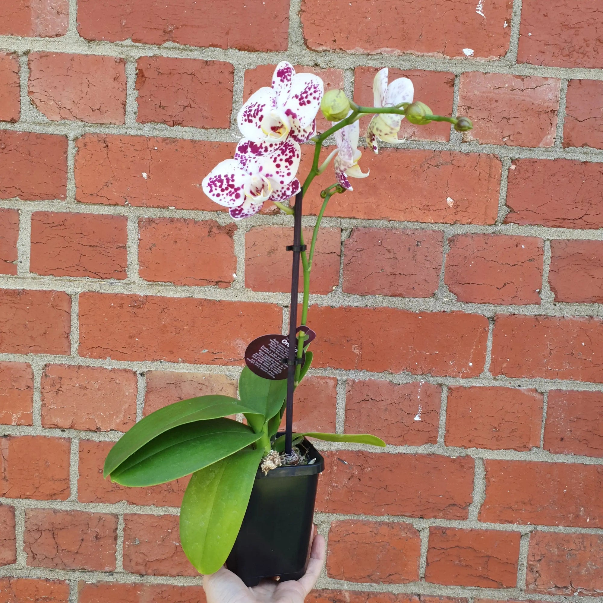 Small Phalaenopsis Orchid Pink - Single stem - 10cm pot Folia House