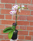 Small Phalaenopsis Orchid Pink - Single stem - 10cm pot Folia House