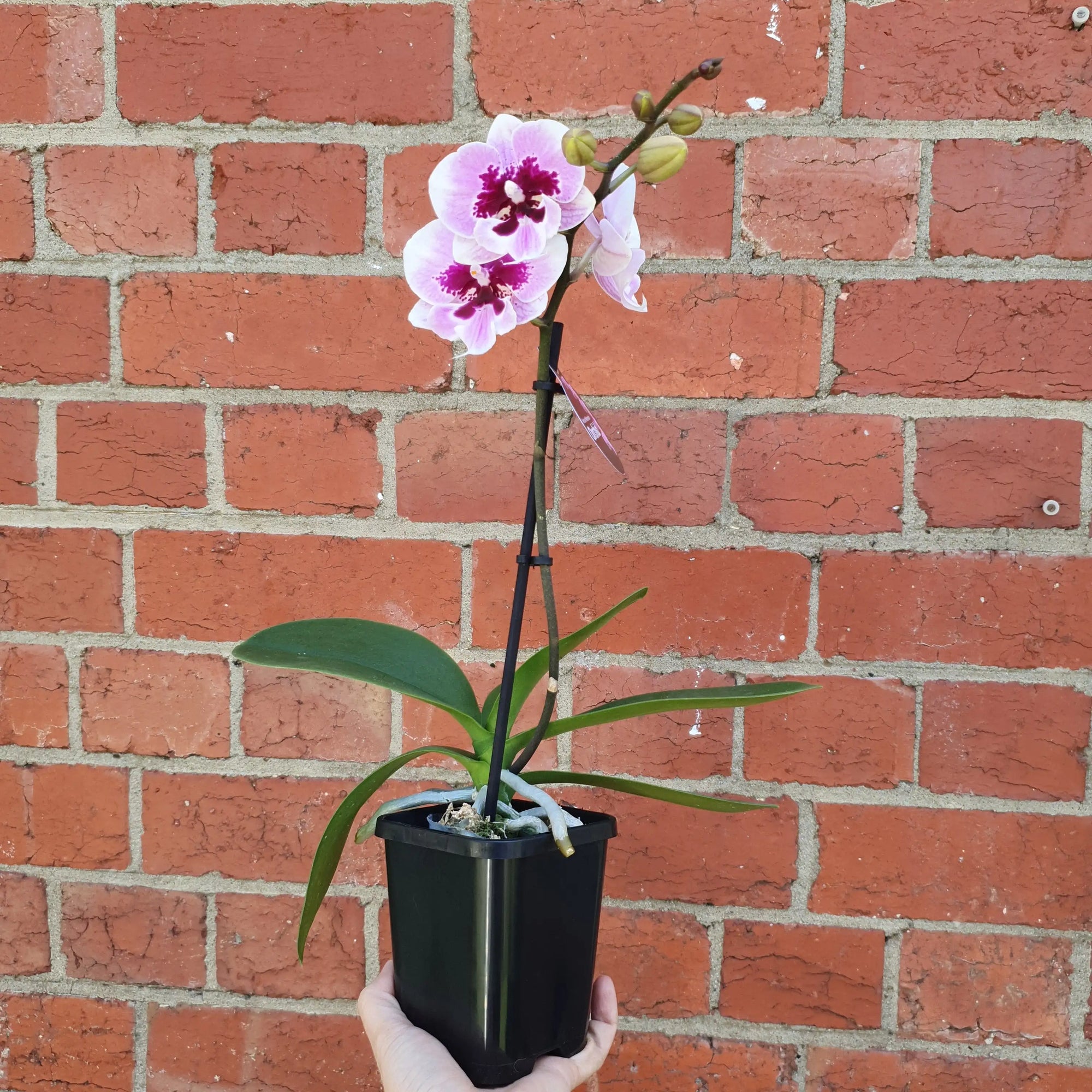 Small Phalaenopsis Orchid Pink - Single stem - 10cm pot Folia House