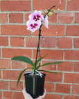 Small Phalaenopsis Orchid Pink - Single stem - 10cm pot Folia House