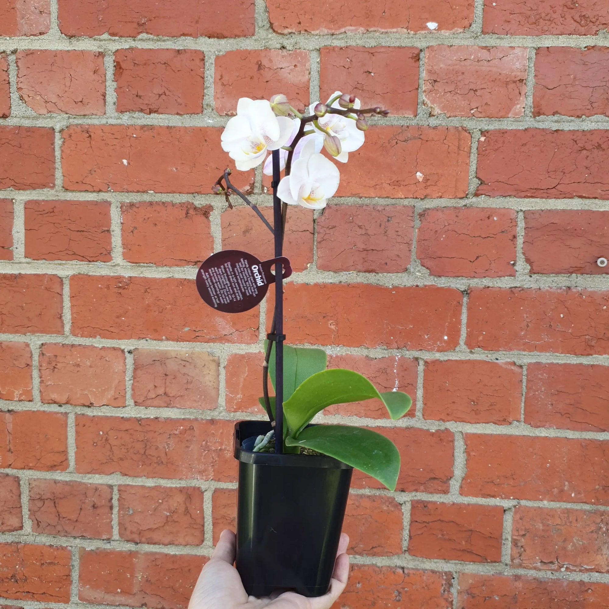 Small Phalaenopsis Orchid Pink - Single stem - 10cm pot Folia House
