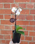 Small Phalaenopsis Orchid Pink - Single stem - 10cm pot Folia House