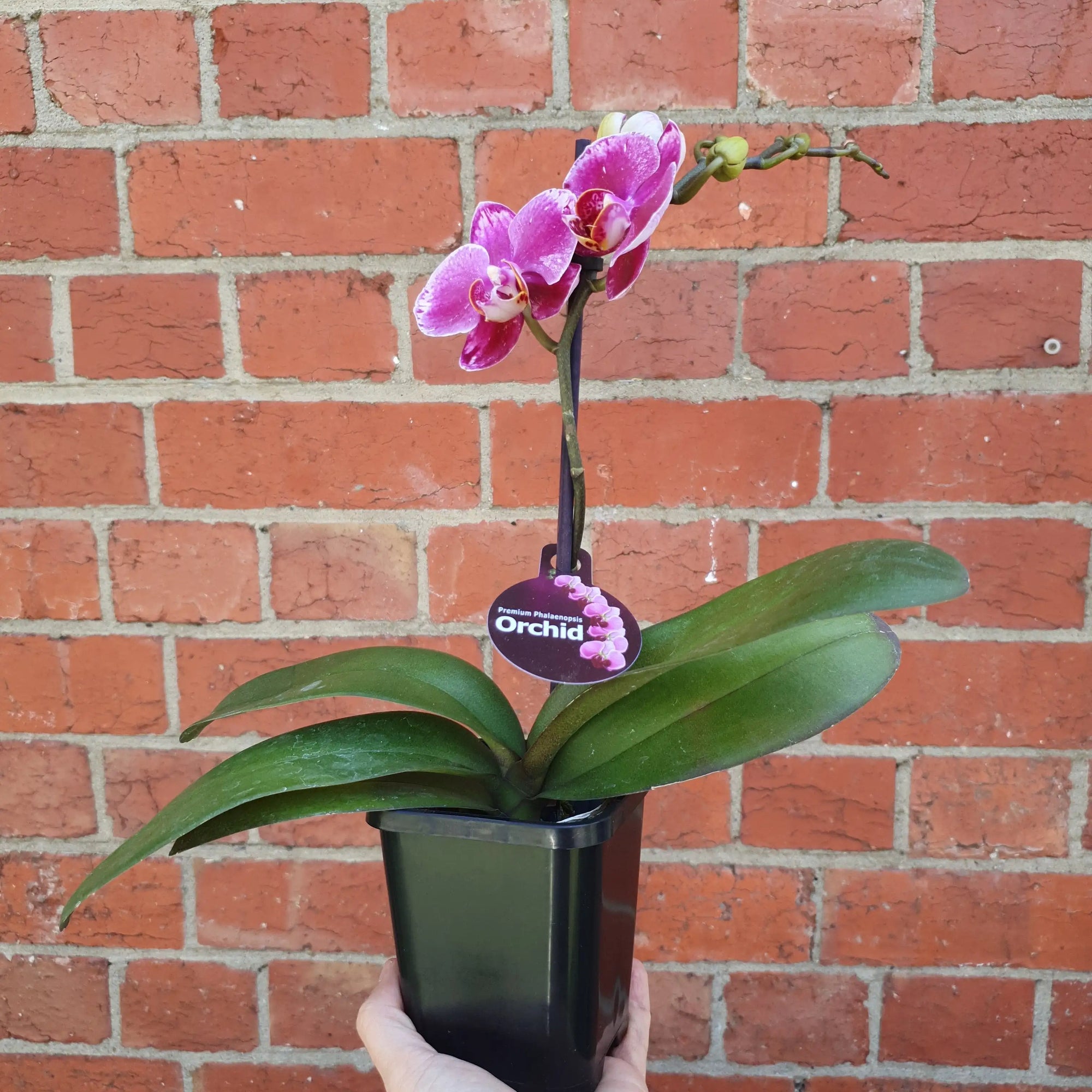 Small Phalaenopsis Orchid Pink - Single stem - 10cm pot Folia House