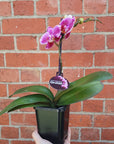 Small Phalaenopsis Orchid Pink - Single stem - 10cm pot Folia House