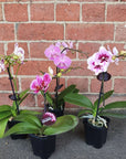 Small Phalaenopsis Orchid Pink - Single stem - 10cm pot Folia House