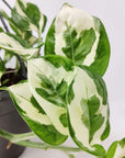 Snow Queen Pothos - 13cm Pot Folia House