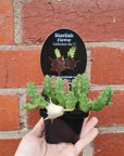 Starfish Flower (No 17) Huernia Keniensis Var Grandiflora (Smell rating - Mild) Folia House