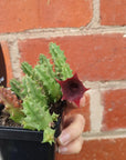 Starfish Flower (No 17) Huernia Keniensis Var Grandiflora (Smell rating - Mild) Folia House